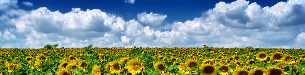 Summertime Banner